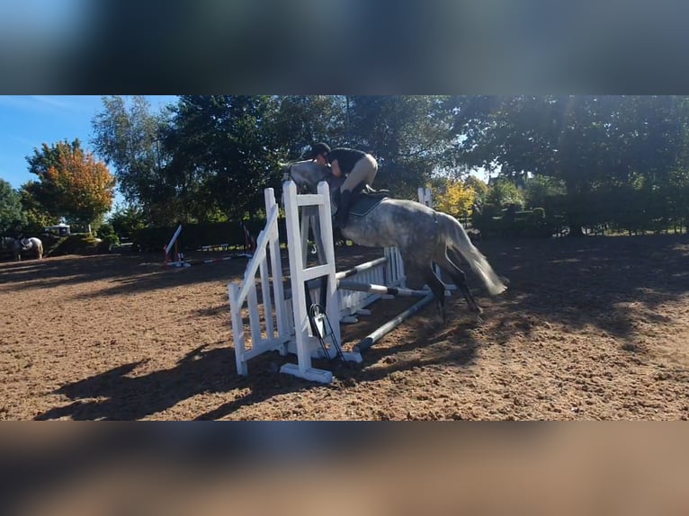 Caballo de deporte irlandés Yegua 6 años 163 cm Tordo in Drumshanbo