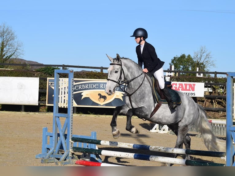 Caballo de deporte irlandés Yegua 6 años 163 cm Tordo in Drumshanbo