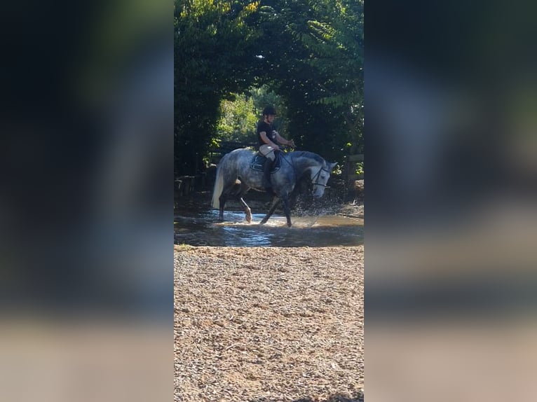 Caballo de deporte irlandés Yegua 6 años 163 cm Tordo in Drumshanbo