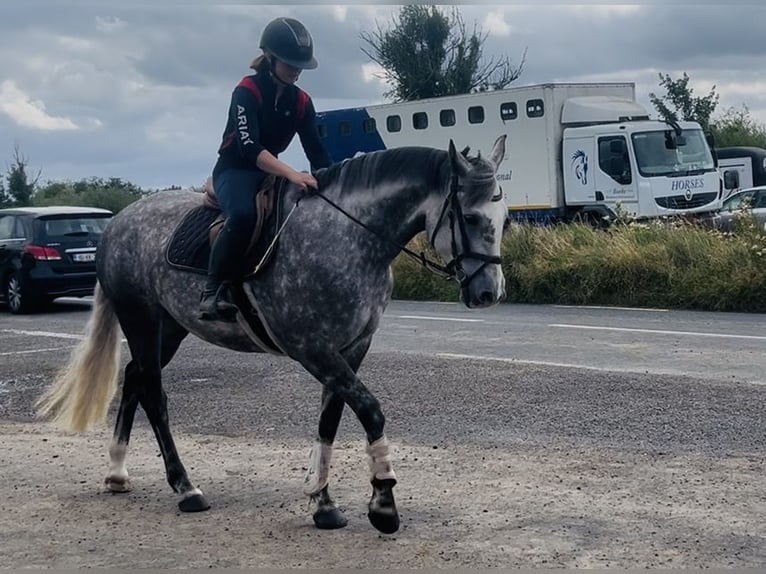 Caballo de deporte irlandés Yegua 6 años 163 cm Tordo rodado in Sligo