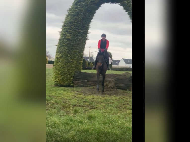 Caballo de deporte irlandés Yegua 6 años 164 cm Castaño rojizo in Sligo
