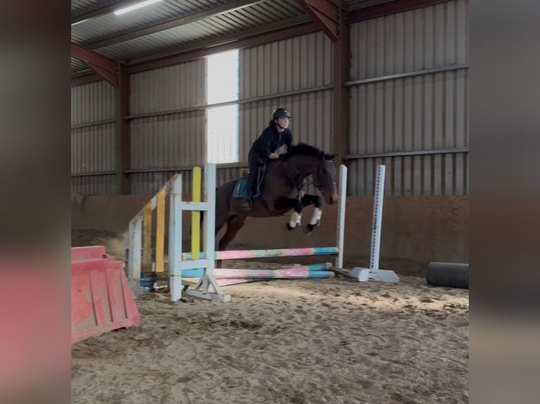 Caballo de deporte irlandés Yegua 6 años 164 cm Castaño rojizo in Sligo