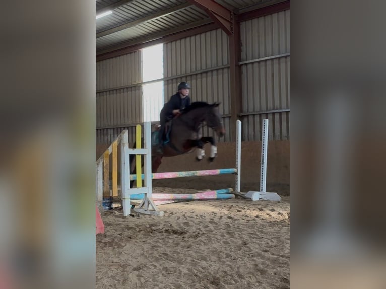 Caballo de deporte irlandés Yegua 6 años 164 cm Castaño rojizo in Sligo