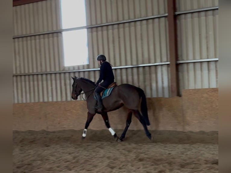 Caballo de deporte irlandés Yegua 6 años 164 cm Castaño rojizo in Sligo