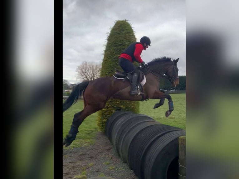 Caballo de deporte irlandés Yegua 6 años 164 cm Castaño rojizo in Sligo