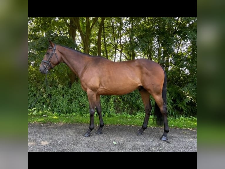 Caballo de deporte irlandés Yegua 6 años 165 cm Castaño in Almelo
