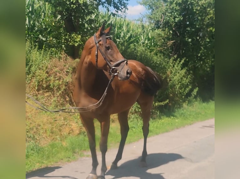 Caballo de deporte irlandés Yegua 6 años 165 cm Castaño oscuro in Lage