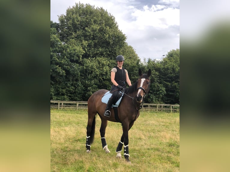 Caballo de deporte irlandés Yegua 6 años 165 cm Castaño rojizo in London