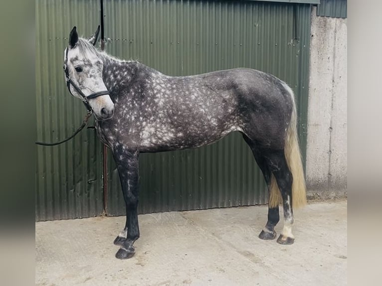 Caballo de deporte irlandés Yegua 6 años 166 cm Tordo rodado in Sligo