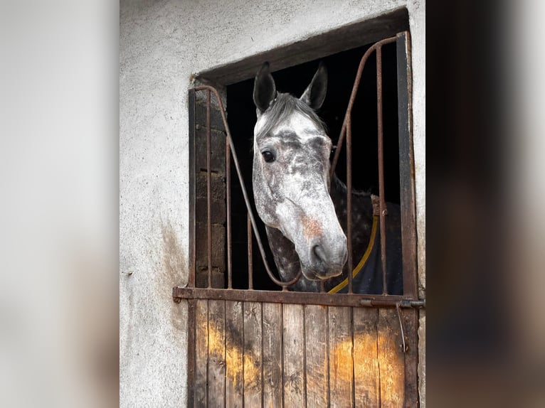 Caballo de deporte irlandés Yegua 6 años 166 cm Tordo rodado in Sligo