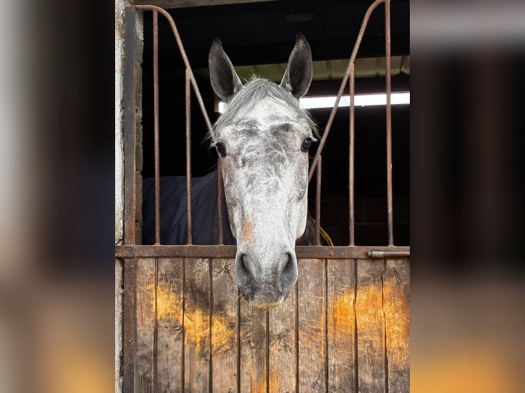Caballo de deporte irlandés Yegua 6 años 166 cm Tordo rodado in Sligo