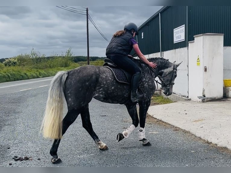 Caballo de deporte irlandés Yegua 6 años 166 cm Tordo rodado in Sligo