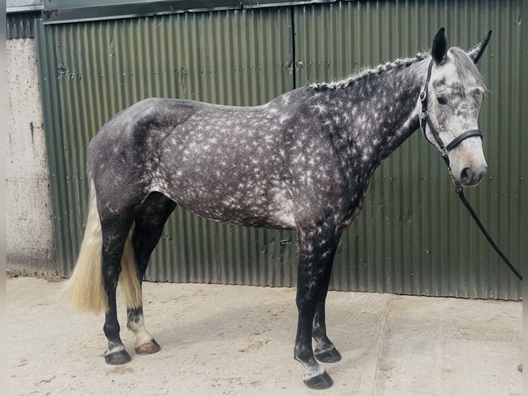 Caballo de deporte irlandés Yegua 6 años 166 cm Tordo rodado in Sligo