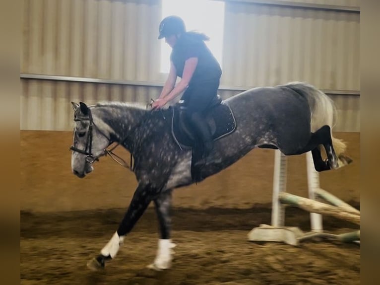 Caballo de deporte irlandés Yegua 6 años 166 cm Tordo rodado in Sligo