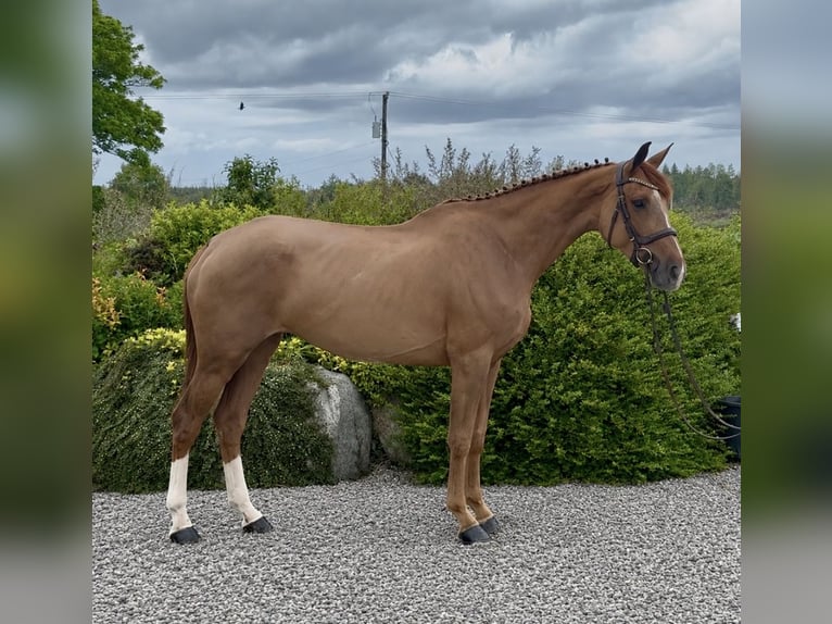 Caballo de deporte irlandés Yegua 6 años 167 cm Ruano alazán in Sligo