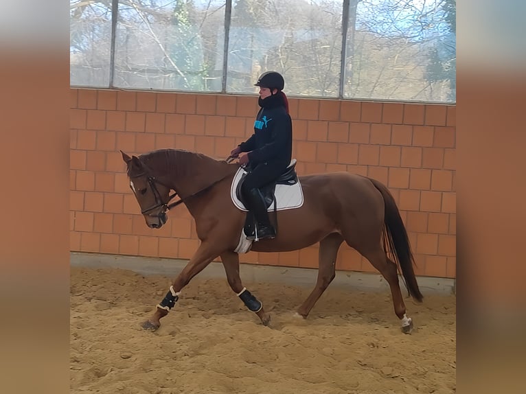 Caballo de deporte irlandés Yegua 6 años 168 cm Alazán in Lage