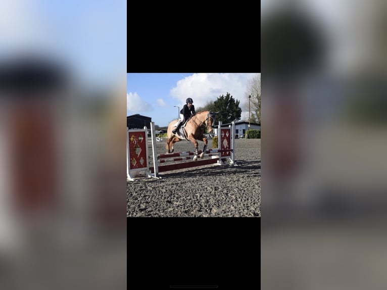 Caballo de deporte irlandés Yegua 6 años 168 cm Alazán-tostado in Galway