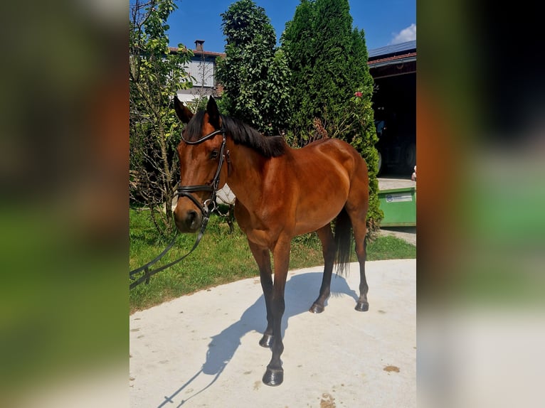 Caballo de deporte irlandés Yegua 6 años 168 cm Castaño in Gummern