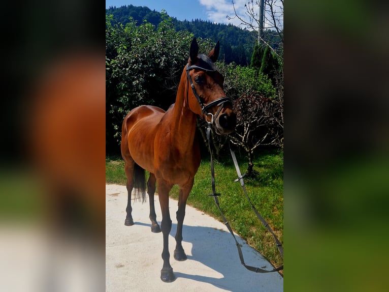 Caballo de deporte irlandés Yegua 6 años 168 cm Castaño in Gummern