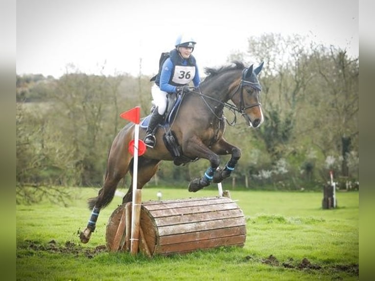 Caballo de deporte irlandés Yegua 6 años 168 cm Castaño rojizo in Dublin