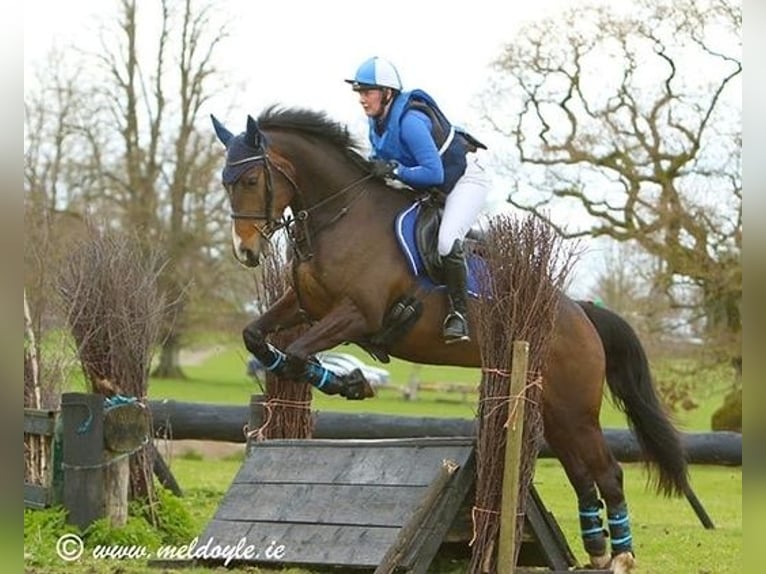 Caballo de deporte irlandés Yegua 6 años 168 cm Castaño rojizo in Dublin