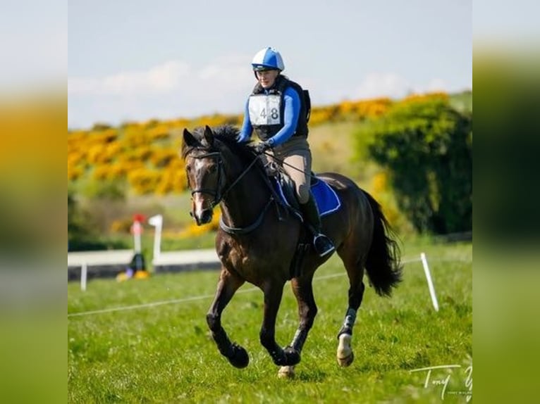 Caballo de deporte irlandés Yegua 6 años 168 cm Castaño rojizo in Dublin