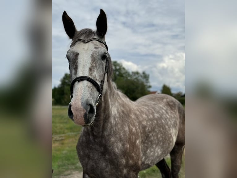 Caballo de deporte irlandés Yegua 6 años 168 cm Tordo ruano in Bocholt