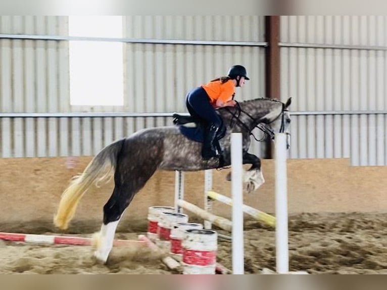 Caballo de deporte irlandés Yegua 6 años 168 cm Tordo ruano in Bocholt