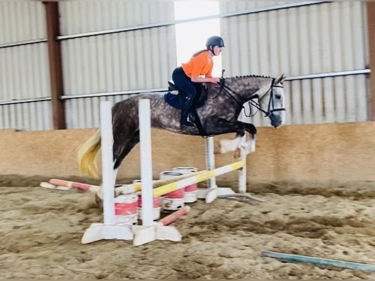 Caballo de deporte irlandés Yegua 6 años 168 cm Tordo ruano in Bocholt