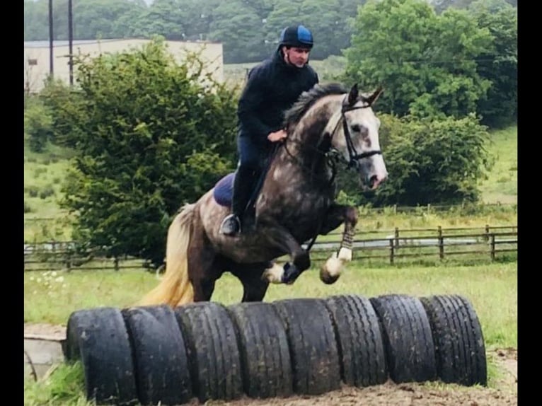 Caballo de deporte irlandés Yegua 6 años 168 cm Tordo ruano in Bocholt