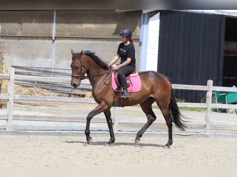 Caballo de deporte irlandés Yegua 6 años 170 cm Castaño in Pepingen