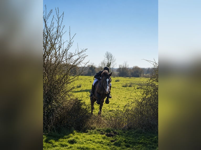 Caballo de deporte irlandés Yegua 6 años 172 cm Castaño in Gummern