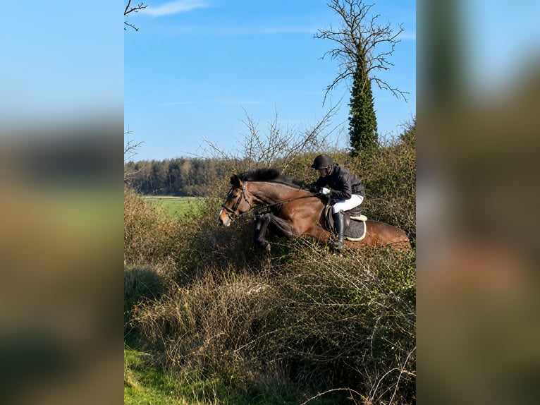 Caballo de deporte irlandés Yegua 6 años 172 cm Castaño in Gummern