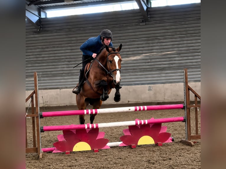 Caballo de deporte irlandés Yegua 6 años 172 cm Castaño in Gummern
