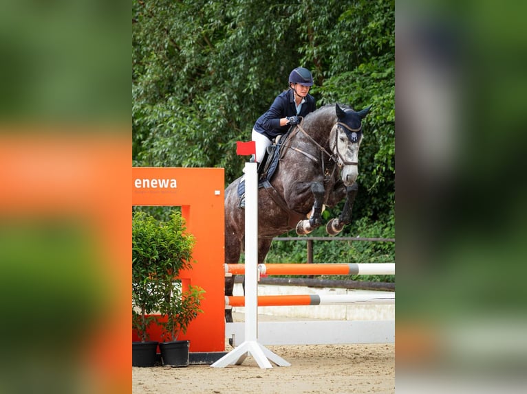 Caballo de deporte irlandés Yegua 6 años 178 cm Tordo rodado in Rheinbach