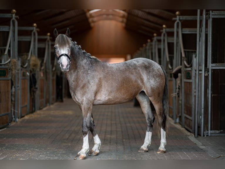 Caballo de deporte irlandés Yegua 7 años 143 cm in Rodgau