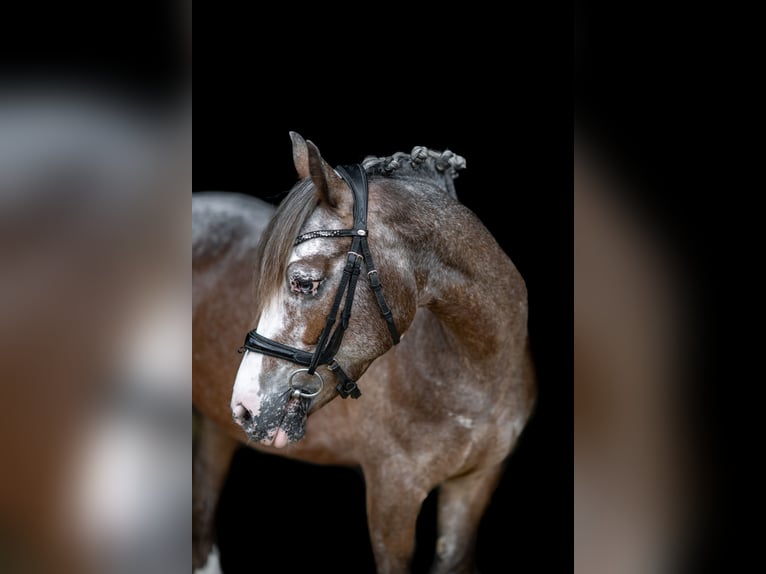 Caballo de deporte irlandés Yegua 7 años 143 cm in Rodgau