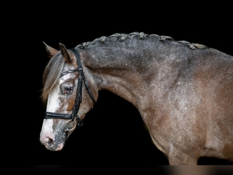 Caballo de deporte irlandés Yegua 7 años 143 cm in Rodgau