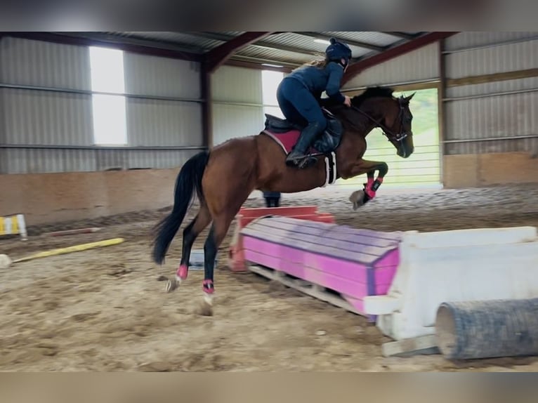 Caballo de deporte irlandés Yegua 7 años 145 cm Castaño claro in Sligo