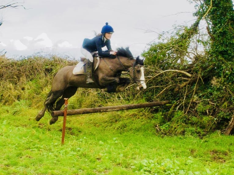 Caballo de deporte irlandés Yegua 7 años 148 cm Castaño in Mountrath
