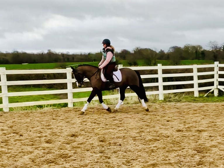 Caballo de deporte irlandés Yegua 7 años 148 cm Castaño in Mountrath
