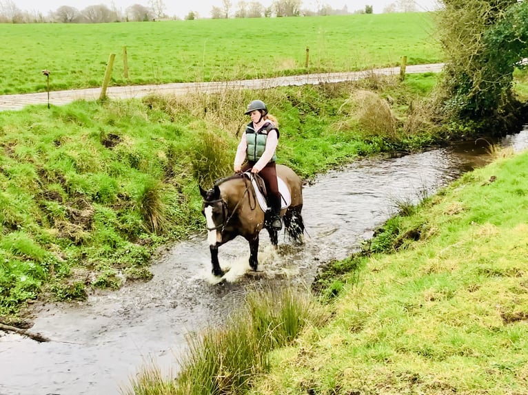 Caballo de deporte irlandés Yegua 7 años 148 cm Castaño in Mountrath