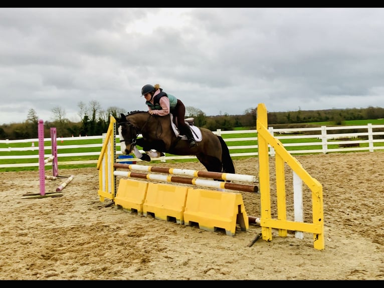 Caballo de deporte irlandés Yegua 7 años 148 cm Castaño in Mountrath
