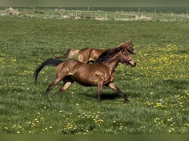 Caballo de deporte irlandés Yegua 7 años 154 cm Castaño in Norderwöhrden
