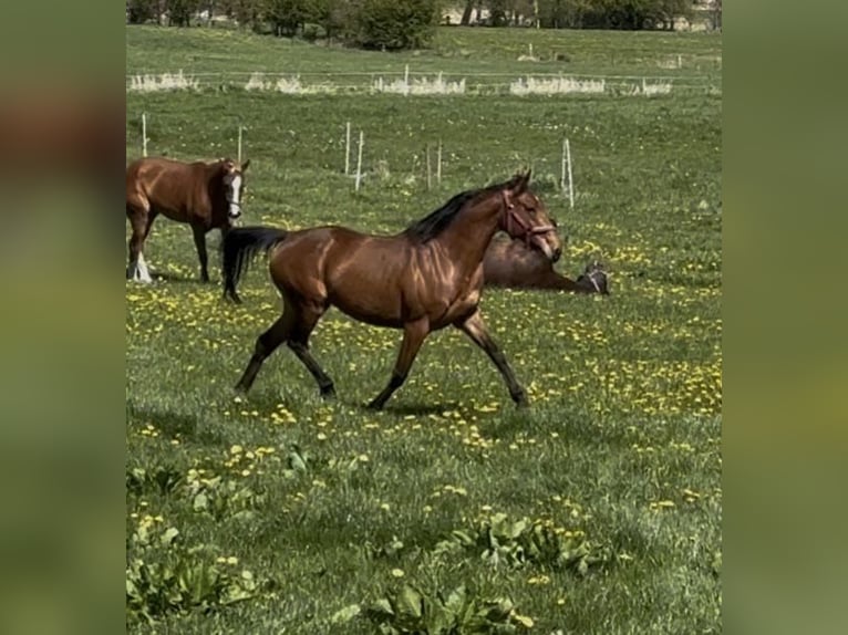Caballo de deporte irlandés Yegua 7 años 154 cm Castaño in Norderwöhrden
