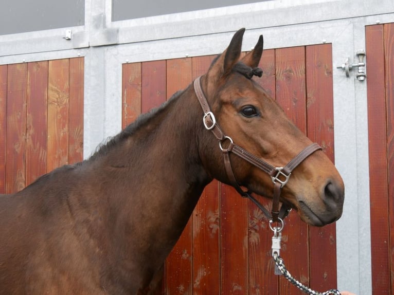 Caballo de deporte irlandés Yegua 7 años 155 cm in Dorsten