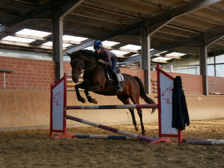 Caballo de deporte irlandés Yegua 7 años 155 cm in Dorsten