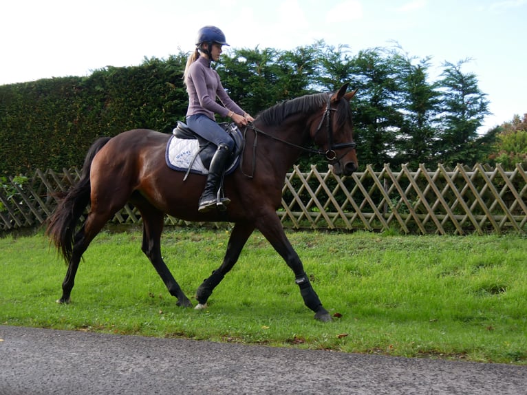 Caballo de deporte irlandés Yegua 7 años 155 cm in Dorsten