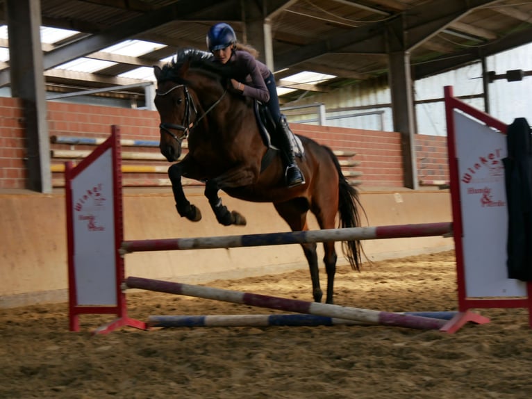 Caballo de deporte irlandés Yegua 7 años 155 cm in Dorsten