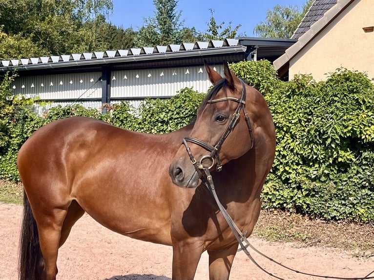 Caballo de deporte irlandés Yegua 7 años 160 cm Castaño in Sonnefeld